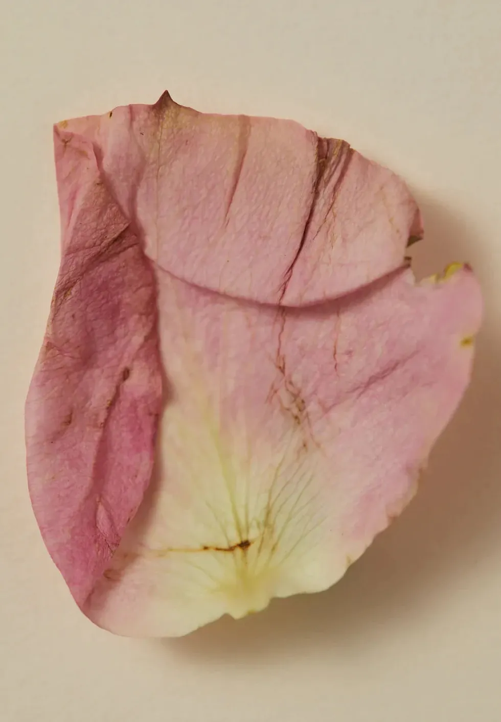 Clearance Perfume Oil 30ml - Smoking Rose Perfume|Beauty & Wellness